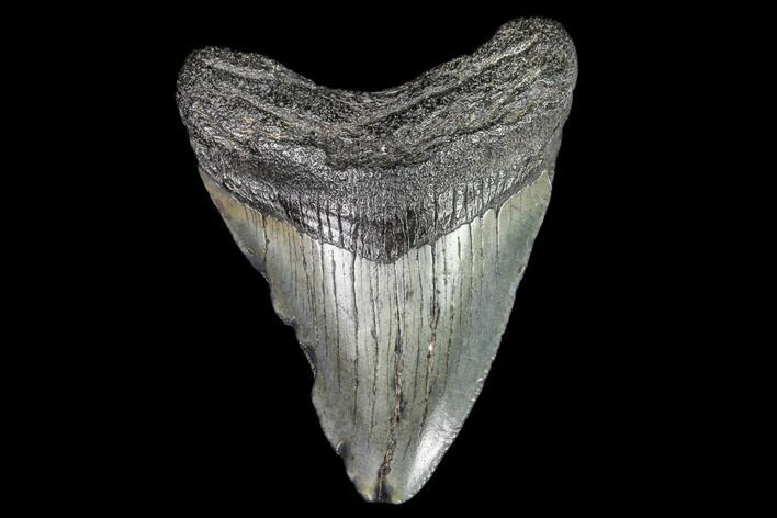 Juvenile Megalodon Tooth - Georgia #111618